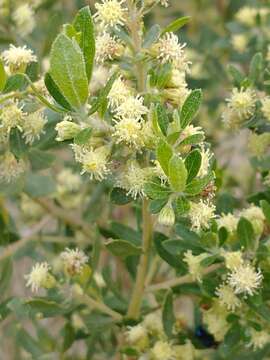 Image of Baccharis dracunculifolia subsp. tandilensis (Speg.) Giuliano