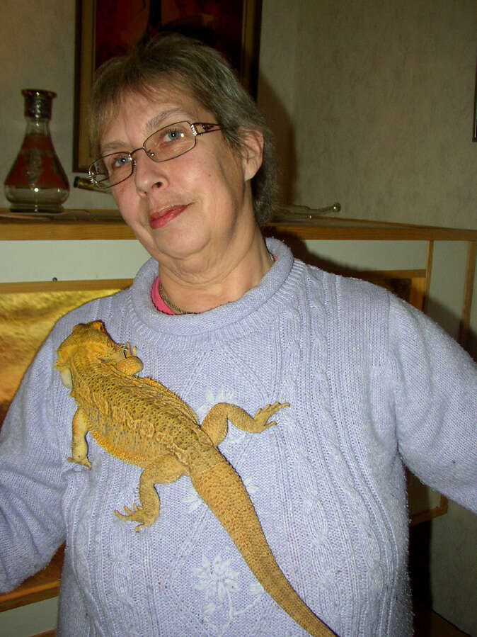 Image of Central bearded dragon