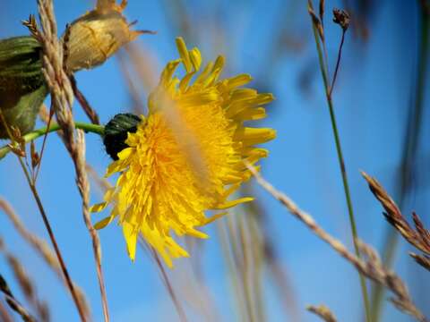 Image of Sonchus arvensis subsp. humilis (N. I. Orlova) N. N. Tzvel.