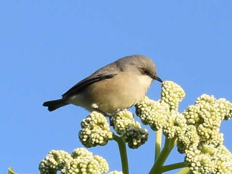 Image of Mauritius Grey White-eye