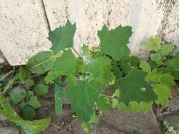 Plancia ëd Chenopodium opulifolium Schrader