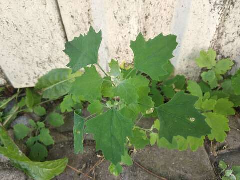 Plancia ëd Chenopodium opulifolium Schrader