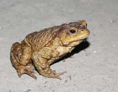 Image of Common Toad