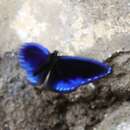 Image of Sulawesi Striped Blue Crow