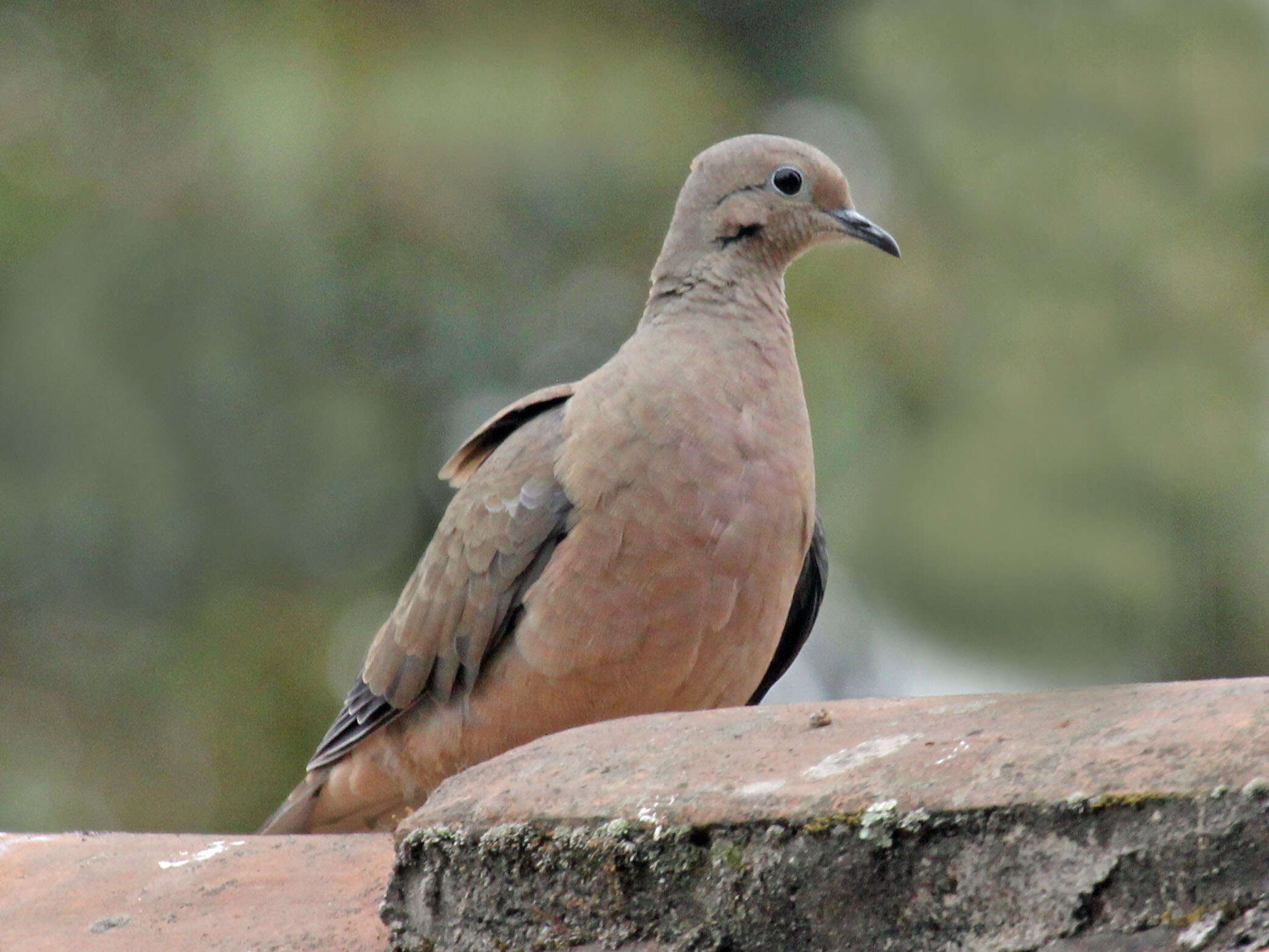 Imagem de Zenaida auriculata (Des Murs 1847)