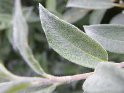 Image of Salix lapponum L.