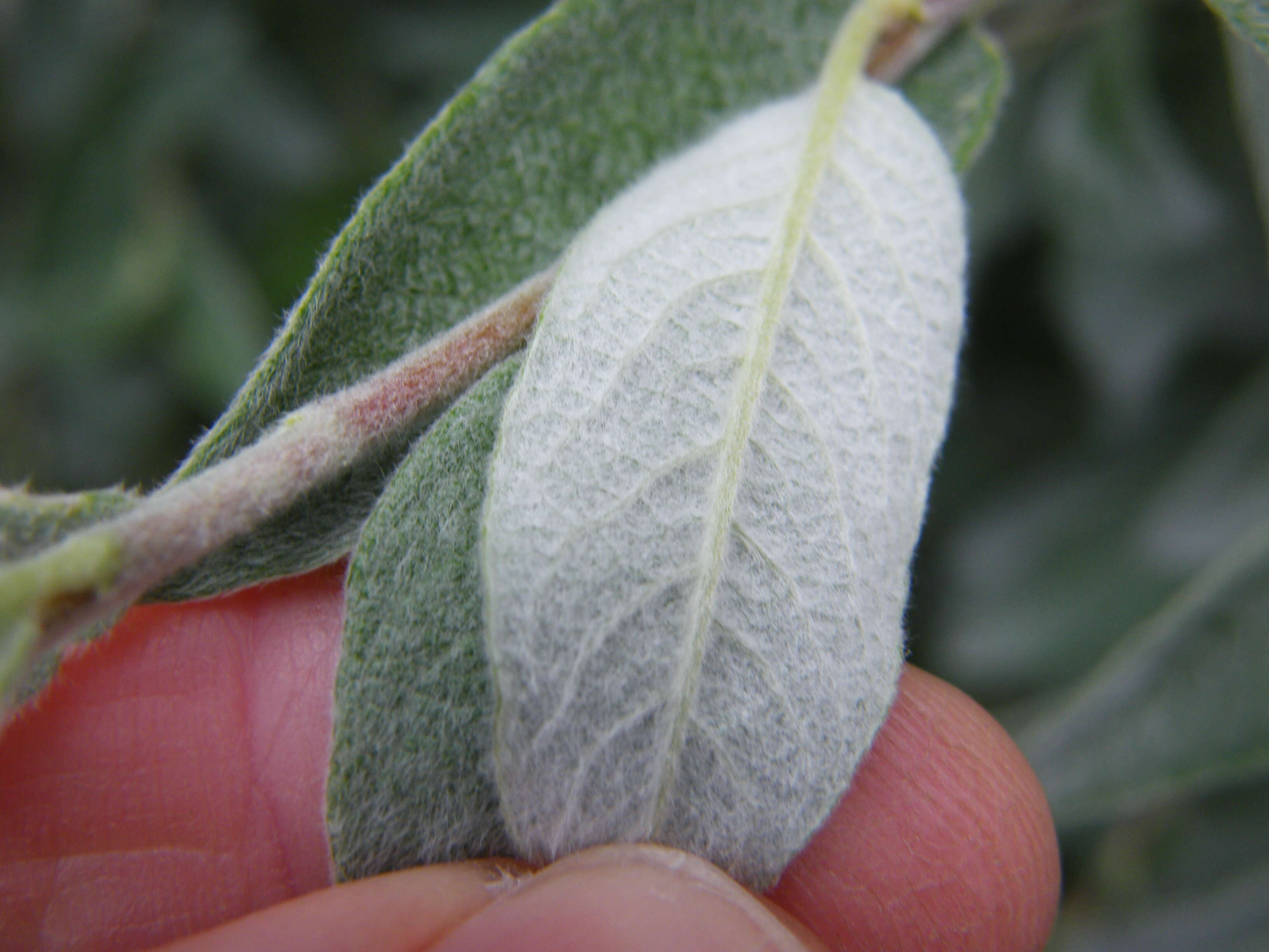 Image of Salix lapponum L.