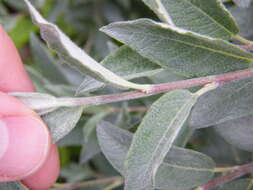 Image of Salix lapponum L.