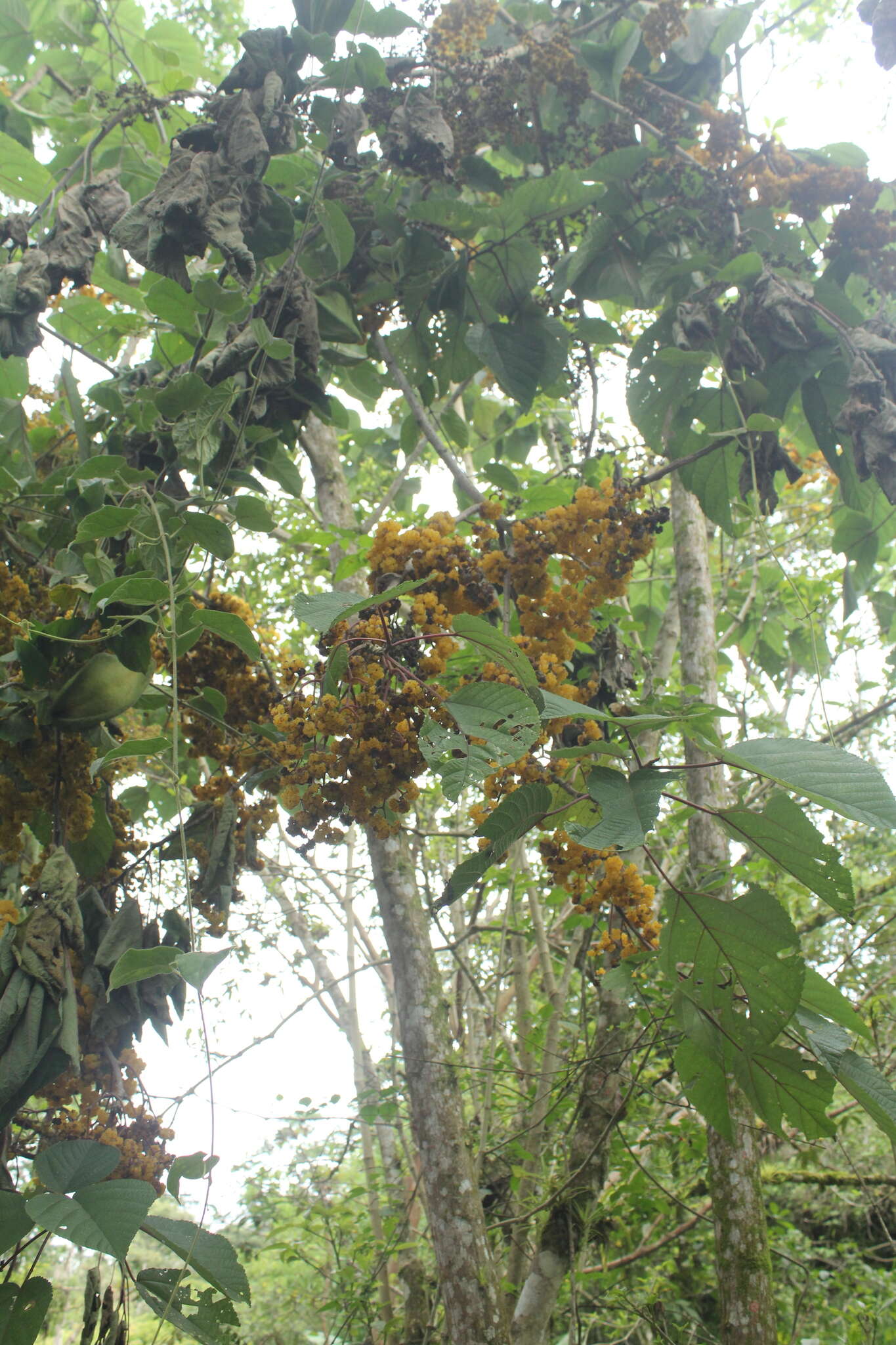 Imagem de Urera caracasana (Jacq.) Griseb.