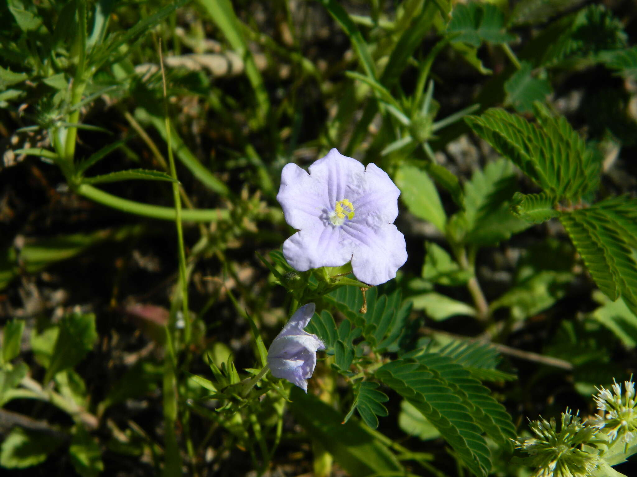 Image of Nierembergia aristata D. Don