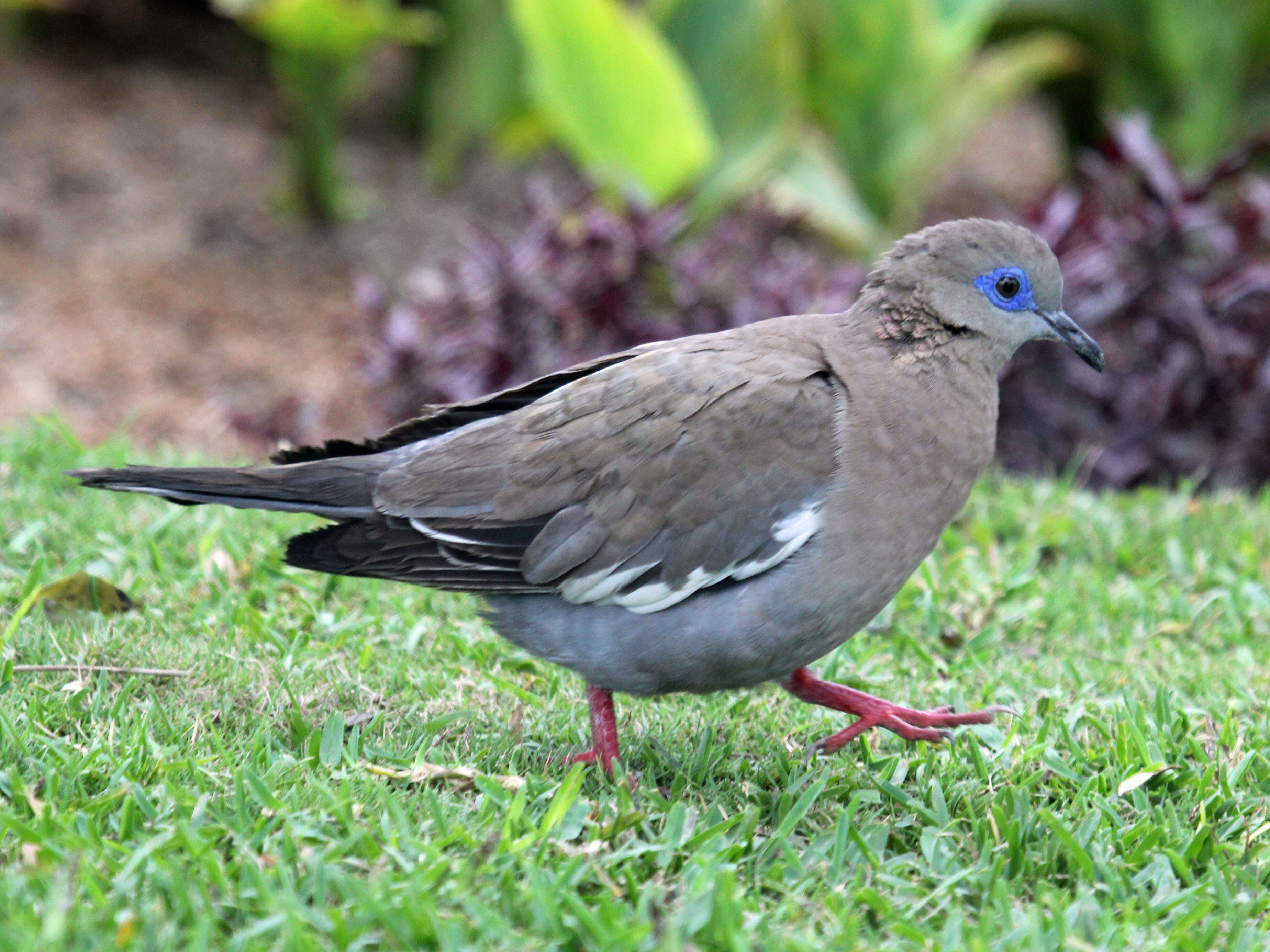 Image of West Peruvian Dove