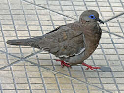 Image of West Peruvian Dove