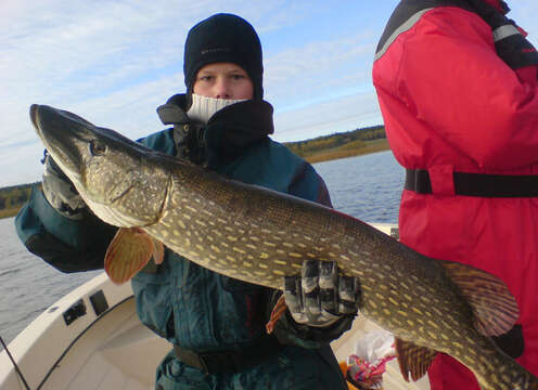 Image of Northern pike