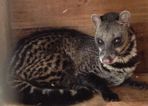 Image of Oriental Civet