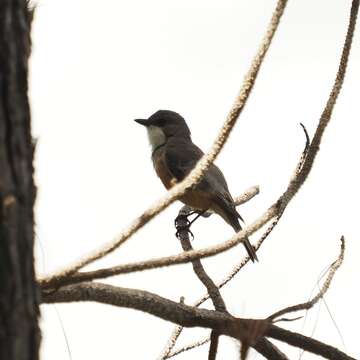 Imagem de Pachycephala rufiventris xanthetraea (Forster & JR 1844)