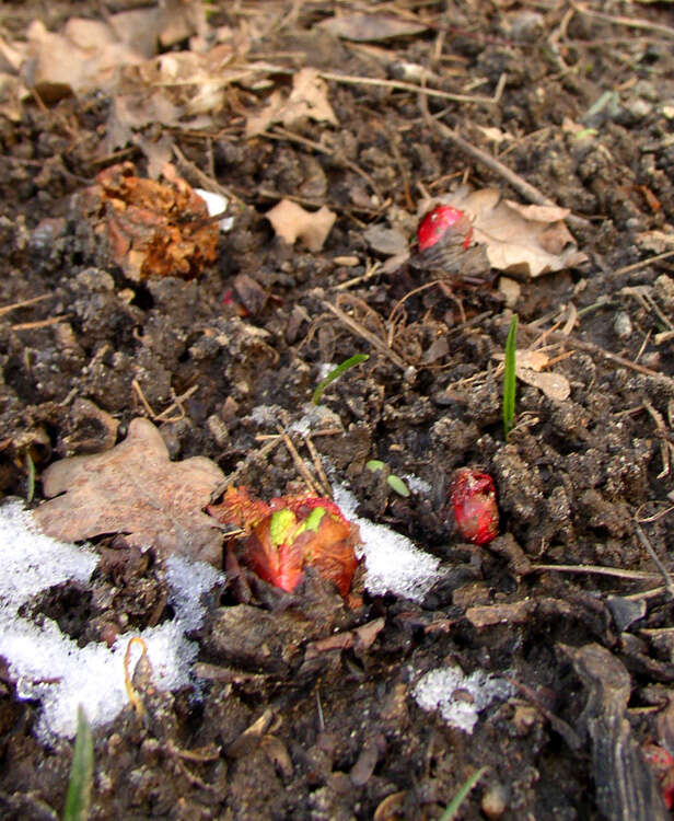 Image of garden rhubarb