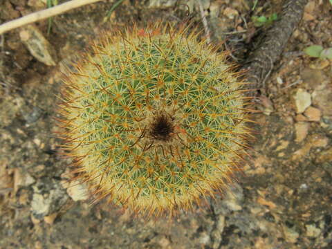 Image of Mammillaria flavicentra Backeb. ex Mottram