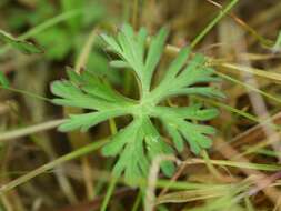 Image of cut-leaved cranesbill