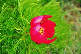 Image of Fern Leaf Peony