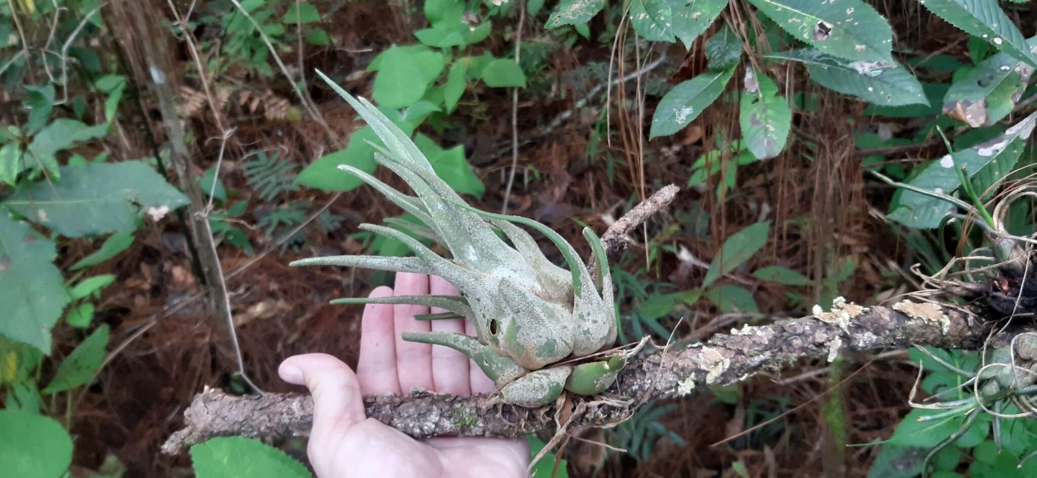 Imagem de Tillandsia seleriana Mez