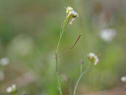 Image of Mouse-ear Cress