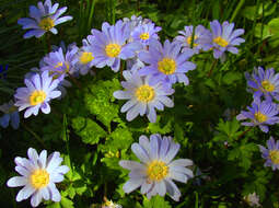 Image of Balkan Anemone