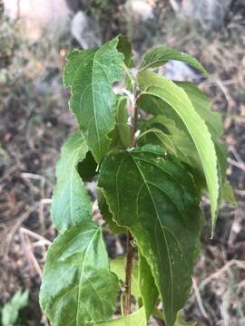 Acalypha pubiflora (Klotzsch) Baill. resmi