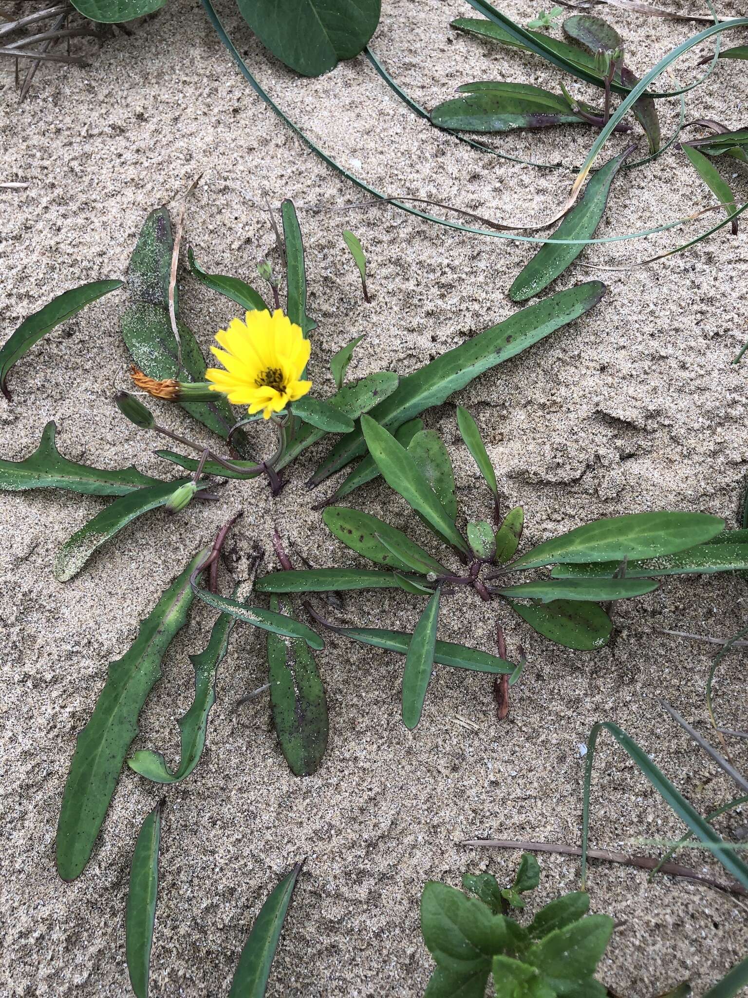 Sivun Ixeris japonica (Burm. fil.) Nakai kuva