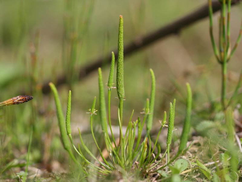 Myosurus minimus (rights holder: Kristian Peters -- Fabelfroh 07:02, 16 June 2007 (UTC))