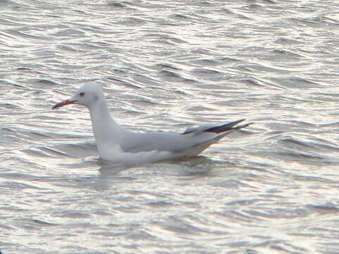 Image of Slender-billed Gull