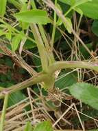 Image of Ammi trifoliatum (H. C. Watson) Trelease