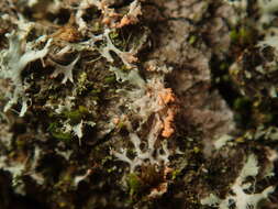 Image of Erythricium aurantiacum (Lasch) D. Hawksw. & A. Henrici 2015