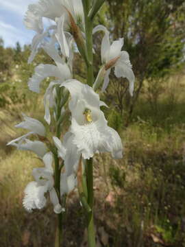 Image of Chloraea crispa Lindl.