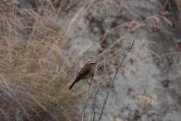 Image of Brown-backed Chat-Tyrant