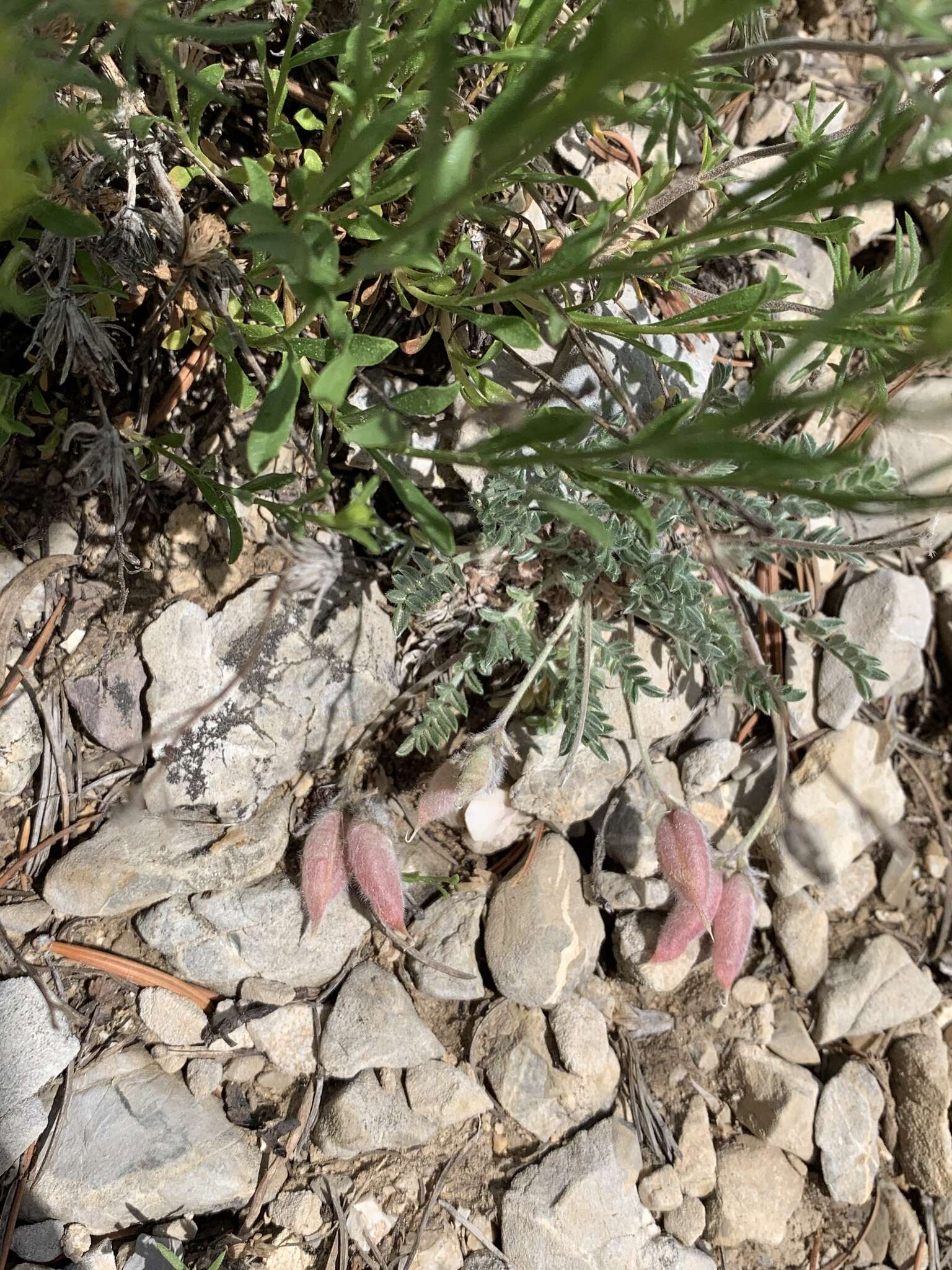 Image of Mountain Locoweed