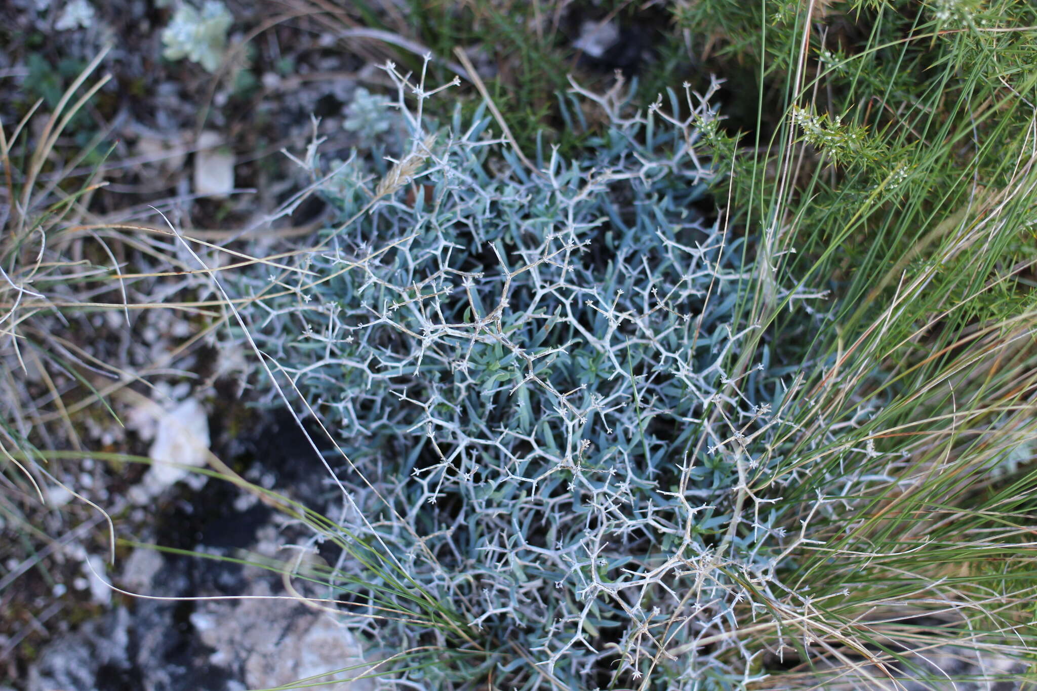 Image of Bupleurum fruticescens subsp. spinosum (Gouan) O. Bolos & Vigo