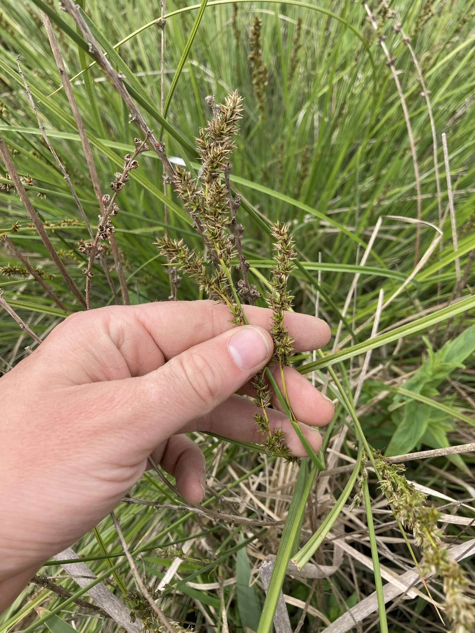 Image of Cusick's sedge