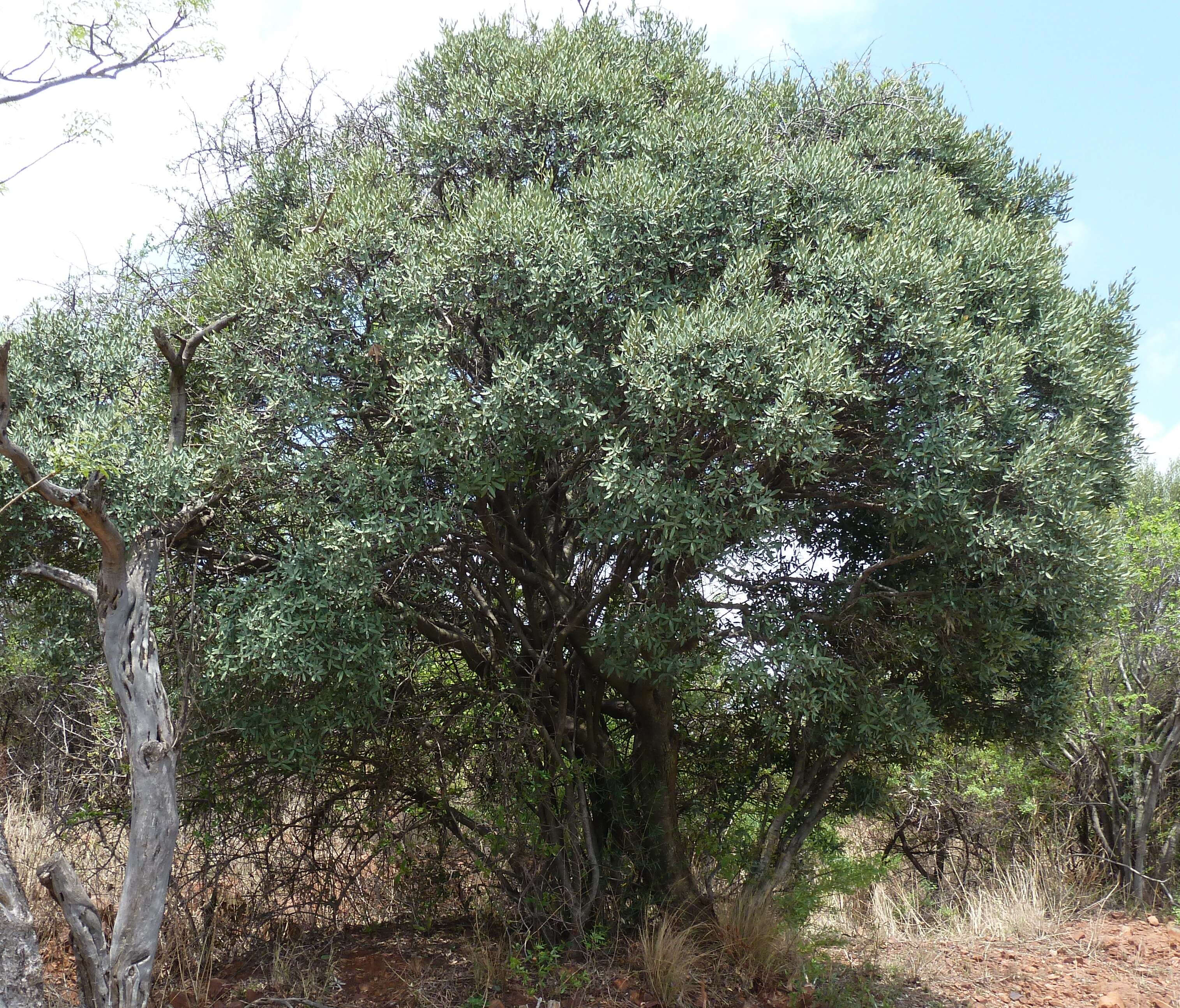 Image de Euclea crispa (Thunb.) Gürke