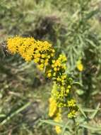 Image of Southern Goldenrod