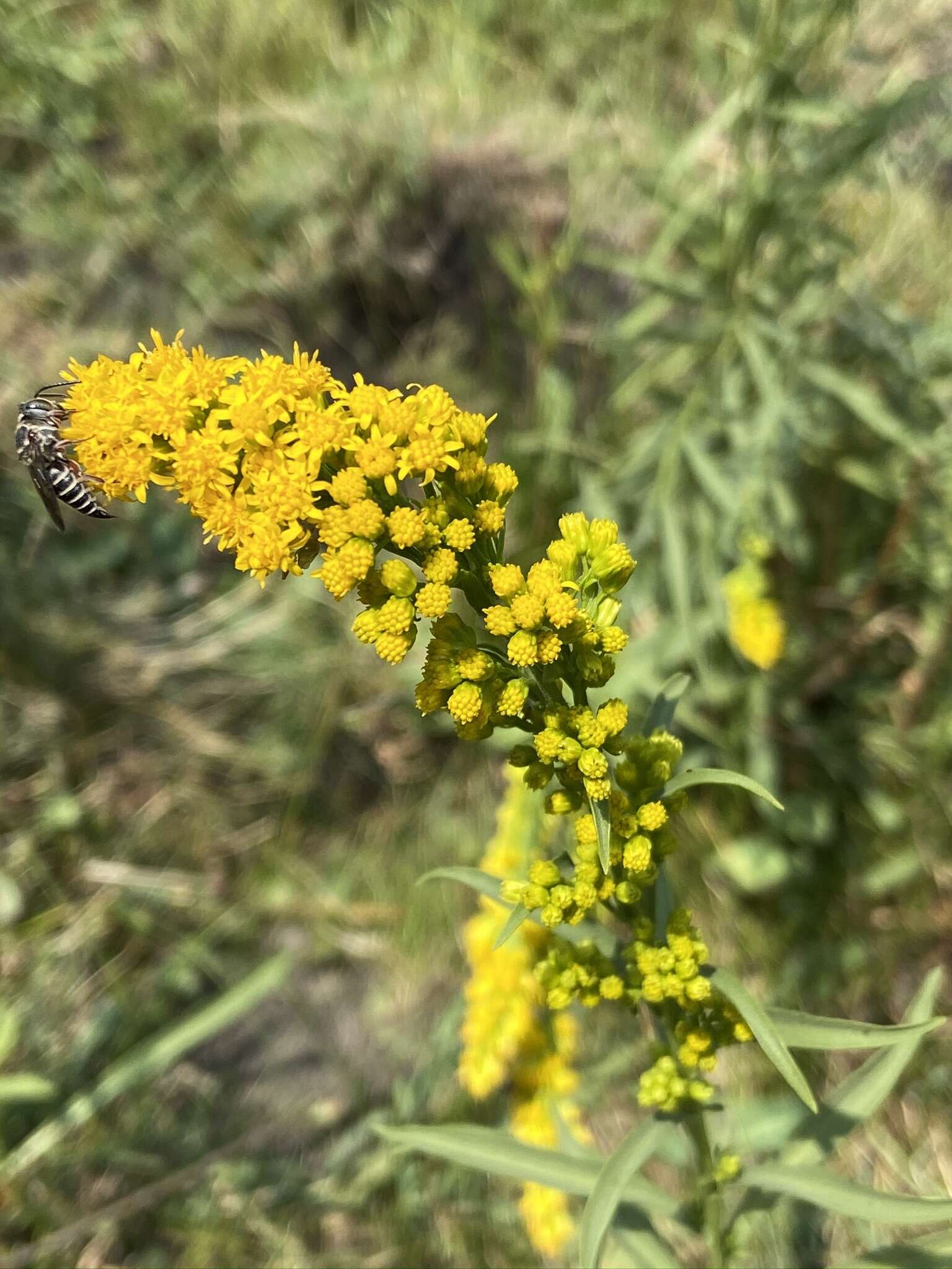 Image of Southern Goldenrod