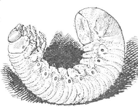 Image of Hermit Beetle