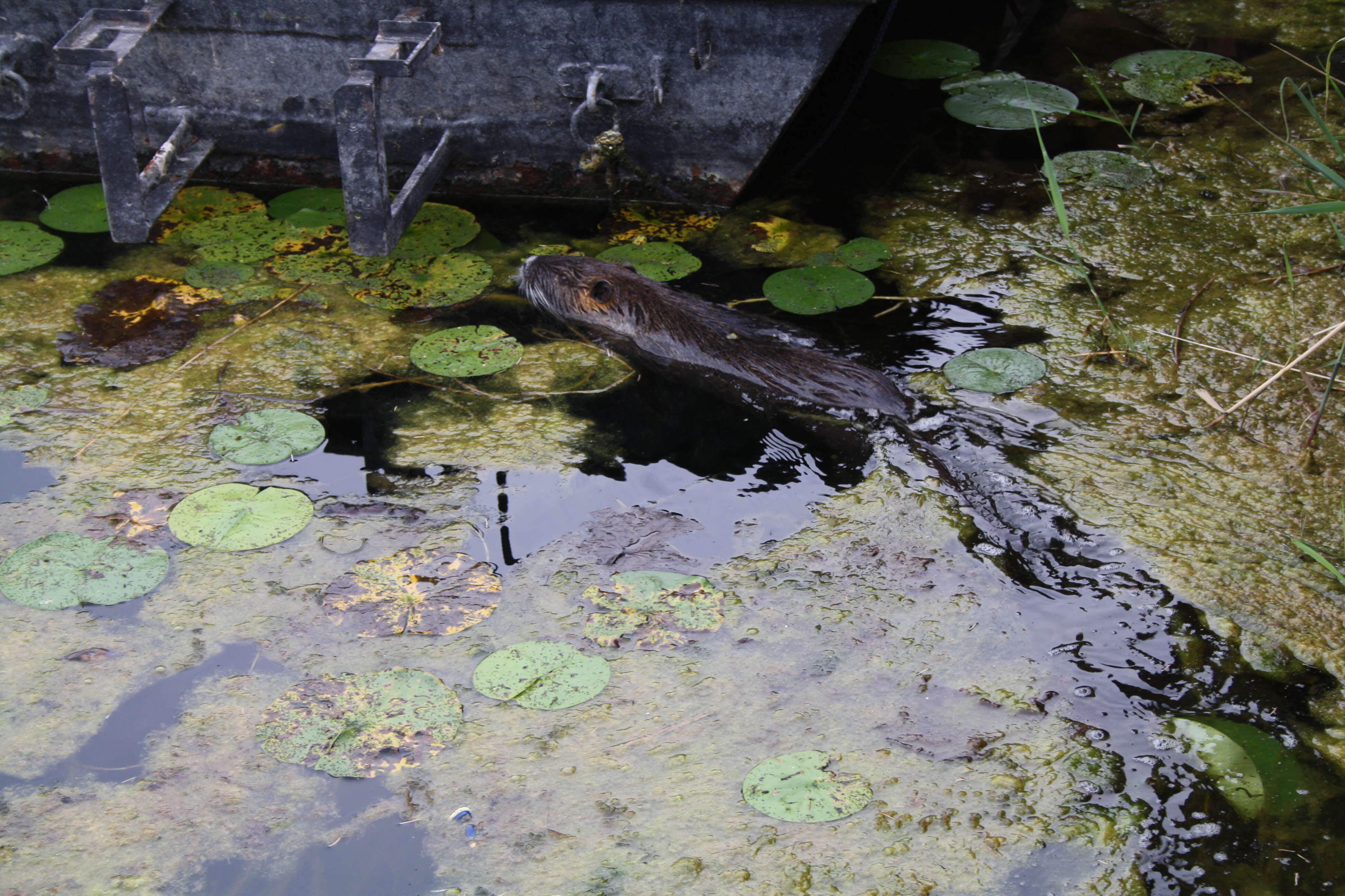 Image of River Rats