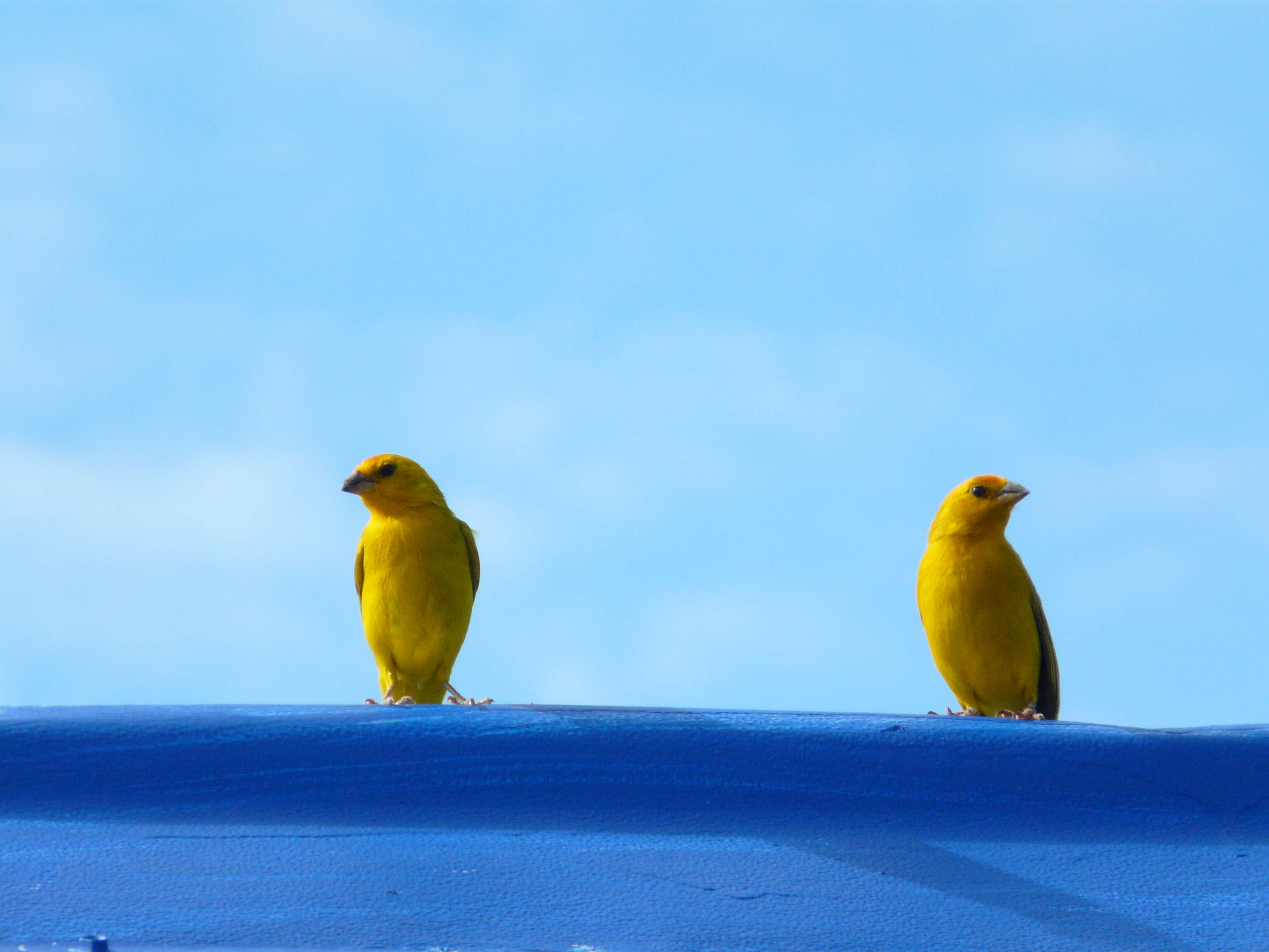 Image of Saffron Finch