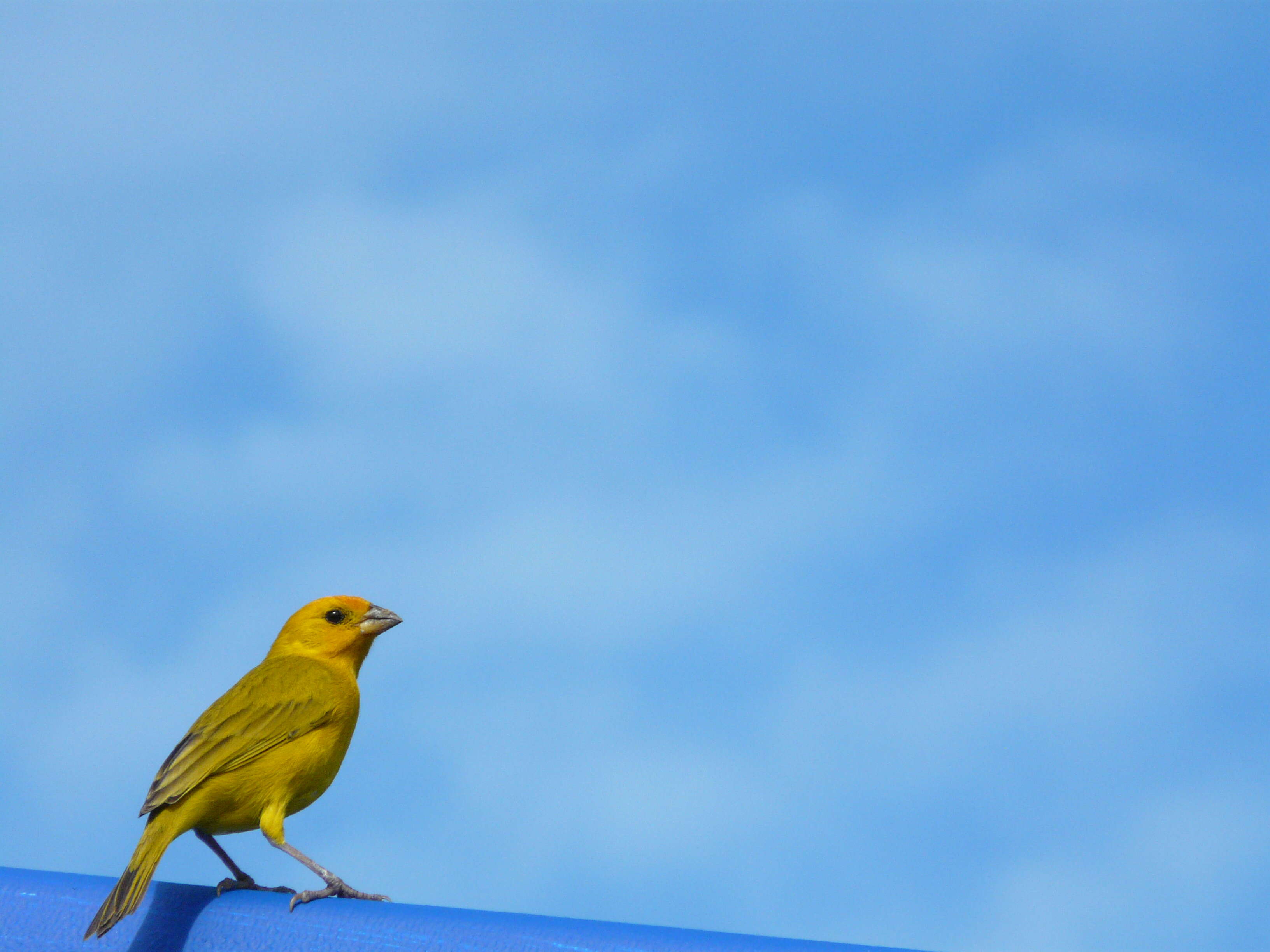 Image of Saffron Finch