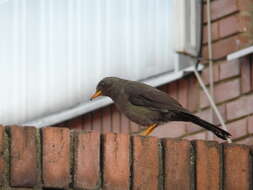 Image of Great Thrush