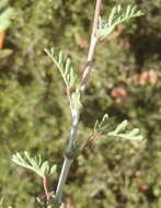 Image of Hermannia pulverata Andr.