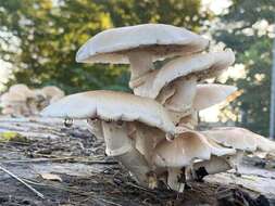 Image of Cyclocybe cylindracea (DC.) Vizzini & Angelini 2014