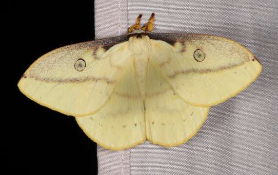 Image of Neodiphthera sulphurea (Lane & Naumann 2003)