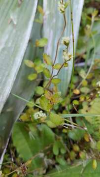 Image of Gonocarpus aggregatus (Buchanan) Orchard