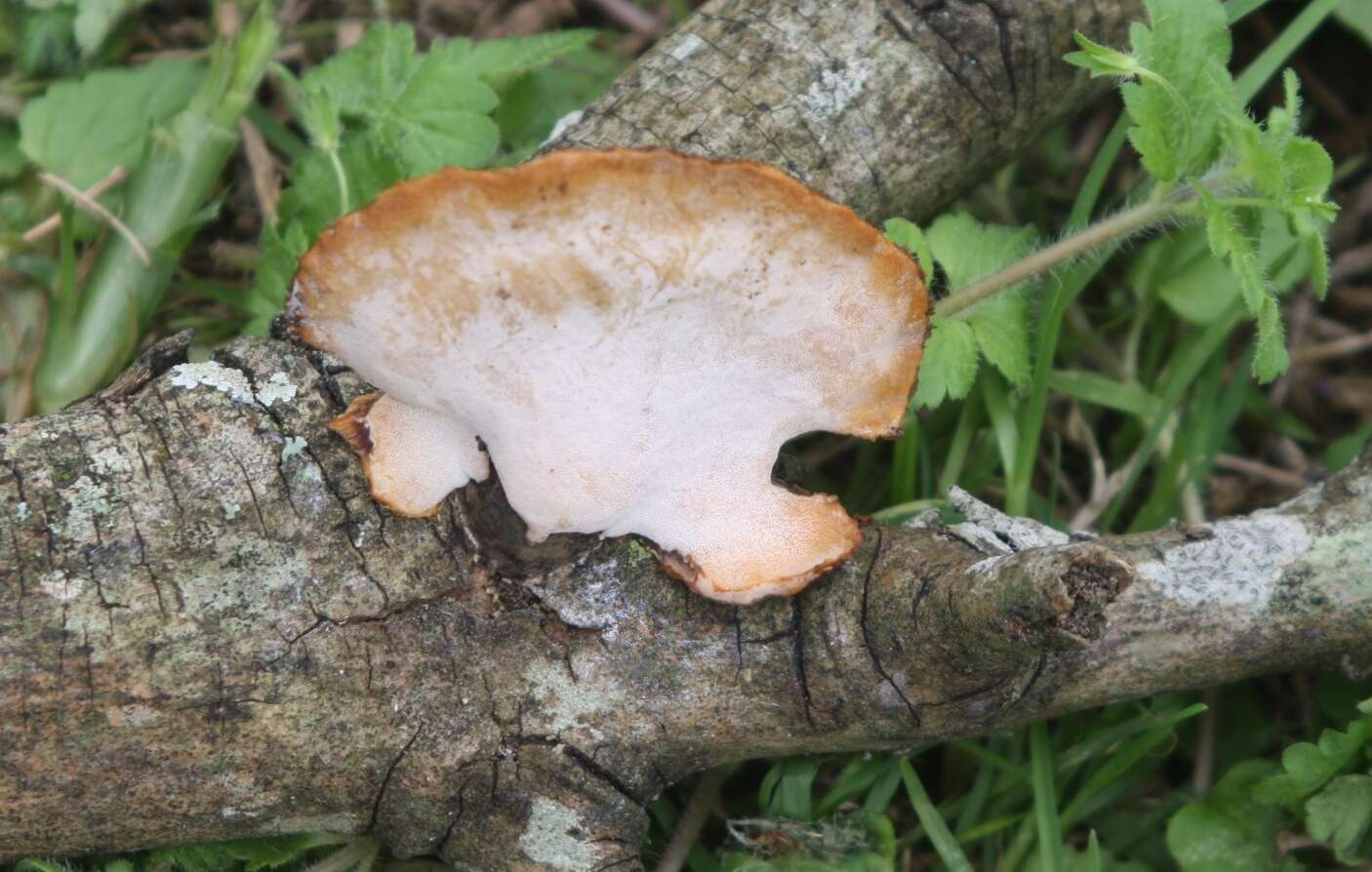 Image de Polyporus hypomelanus Berk. ex Cooke 1886